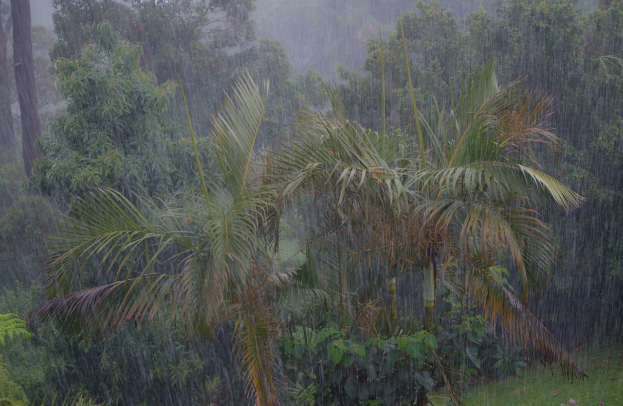 The Powerhouse of Biodiversity: Exploring the Amazon Rainforest